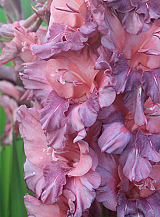 X 100 GLADIOLUS RUSTY CHESTNUT