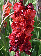 X 100 GLADIOLUS VELVET RASPBERRY