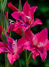 X 100 GLADIOLUS VULCANO