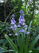 X 100 HYACINTHOIDES HISPANICA BLAUW