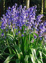 X 100 HYACINTHOIDES HISPANICA EXCELSIOR