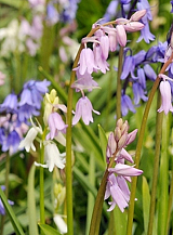 X 100 HYACINTHOIDES HISPANICA GEMENGD