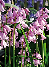 X 100 HYACINTHOIDES HISPANICA ROZE