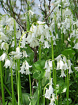 X 100 HYACINTHOIDES HISPANICA WIT