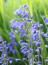X 100 HYACINTHOIDES NON-SCRIPTA