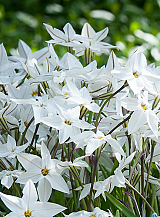 X 100 IPHEION UNIFLORUM