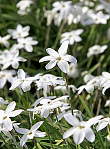 X 100 IPHEION UNIFLORUM ALBERTO CASTILLO