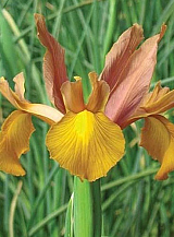 X 100 IRIS HOLLANDICA AUTUMN PRINCESS