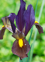 X 100 IRIS HOLLANDICA EYE OF THE TIGER