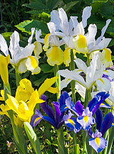 X 100 IRIS HOLLANDICA GEMENGD