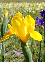 X 100 IRIS HOLLANDICA GOLDEN HARVEST