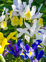 X 100 IRIS HOLLANDICA MIX
