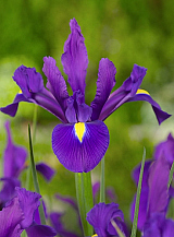 X 100 IRIS HOLLANDICA PURPLE SENSATION
