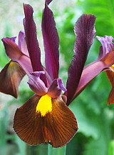 X 100 IRIS HOLLANDICA RED EMBER