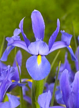 X 100 IRIS HOLLANDICA SAPPHIRE BEAUTY
