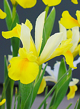 X 100 IRIS HOLLANDICA SYMPHONY
