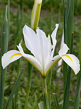 X 100 IRIS HOLLANDICA WHITE VAN VLIET