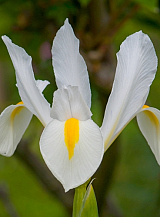 X 100 IRIS HOLLANDICA WHITE VAN VLIET