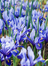X 100 IRIS RETICULATA ALIDA