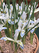 X 100 IRIS RETICULATA FROZEN PLANET