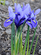 X 100 IRIS RETICULATA HARMONY