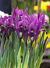 X 100 IRIS RETICULATA J.S. DIJT