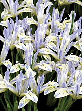 X 100 IRIS RETICULATA PAINTED LADY