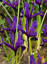 X 100 IRIS RETICULATA PAULINE