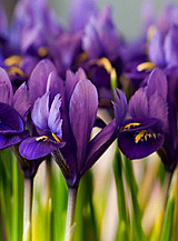X 100 IRIS RETICULATA PIXIE