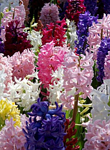 X 100 IRRESISTIBLE FRAGRANCE