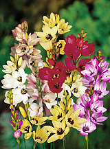 X 100 IXIA GEMENGD