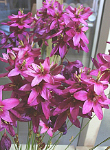 X 100 IXIA MABEL
