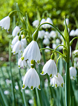 X 100 LEUCOJUM AESTIVUM