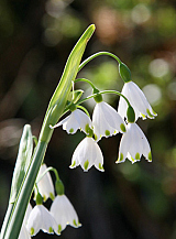 X 100 LEUCOJUM AESTIVUM GRAVETYE GIANT