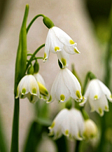X 100 LEUCOJUM VERNUM