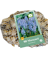 X 100 MUSCARI ARMENIACUM