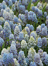 X 100 MUSCARI ARMENIACUM NATURE'S BEAUTY
