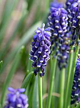 X 100 MUSCARI ARMENIACUM NIGHT EYES