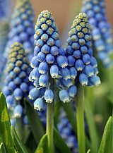 X 100 MUSCARI AUCHERI BLUE MAGIC