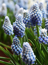 X 100 MUSCARI AUCHERI OCEAN MAGIC