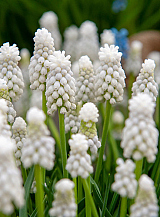X 100 MUSCARI AUCHERI WHITE MAGIC