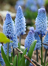 X 100 MUSCARI AZUREUM