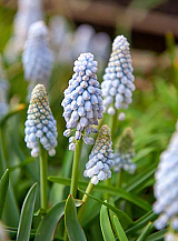 X 100 MUSCARI BABYS BREATH