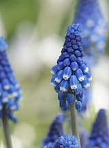 X 100 MUSCARI BOTRYOIDES SUPERSTAR