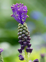 X 100 MUSCARI COMOSUM