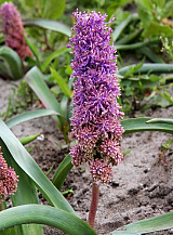 X 100 MUSCARI COMOSUM PLUMOSUM