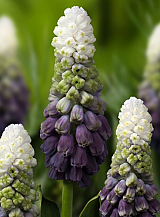 X 100 MUSCARI LATIFOLIUM GRAPE ICE
