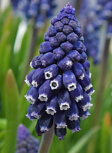 X 100 MUSCARI JOYCE SPIRIT