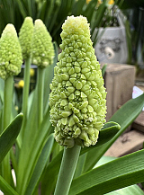 X 100 MUSCARI LADY MADONNA