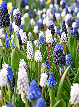 X 100 MUSCARI MIX